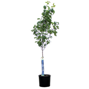 Lilac, 7 gal, Ivory Pillar™ Japanese Tree Lilac