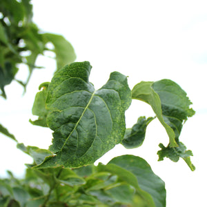 Lilac, 7 gal, Ivory Pillar™ Japanese Tree Lilac