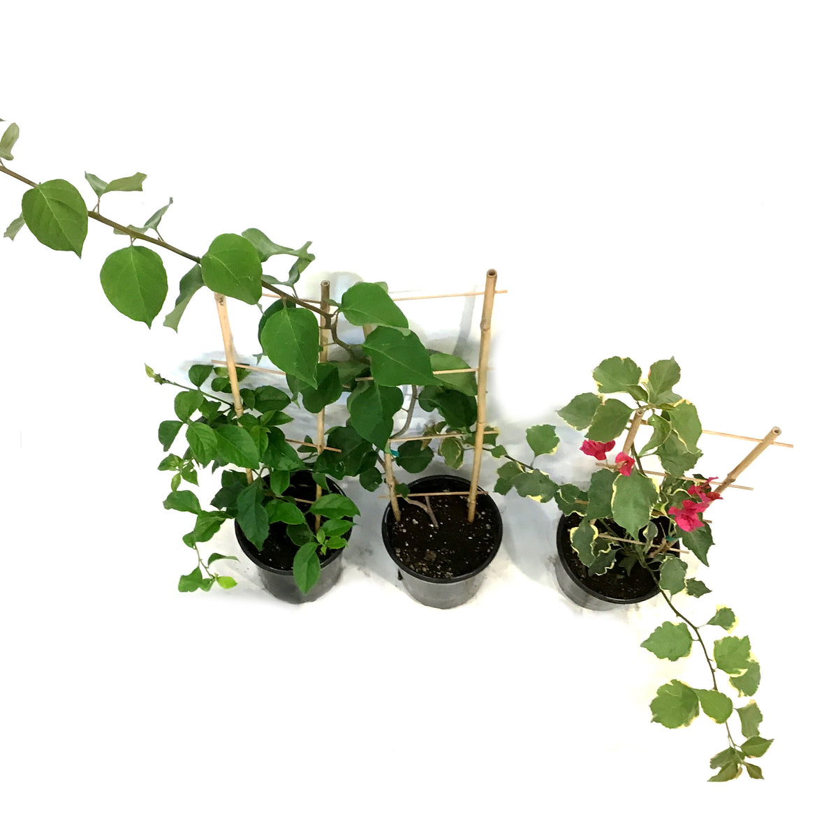 Bougainvillea, 1 gal, with Trellis, Assorted