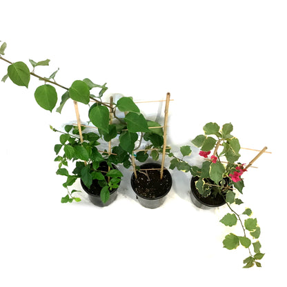 Bougainvillea, 1 gal, with Trellis, Assorted