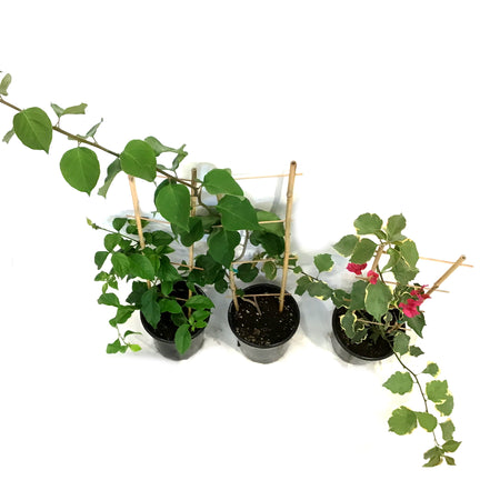 Bougainvillea, 1 gal, with Trellis, Assorted
