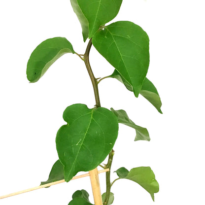 Bougainvillea, 1 gal, with Trellis, Assorted