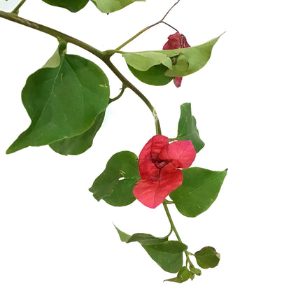 Bougainvillea, 1 gal, with Trellis, Assorted