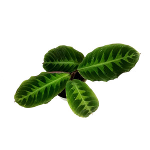 Calathea, 4in, Warscewiczii