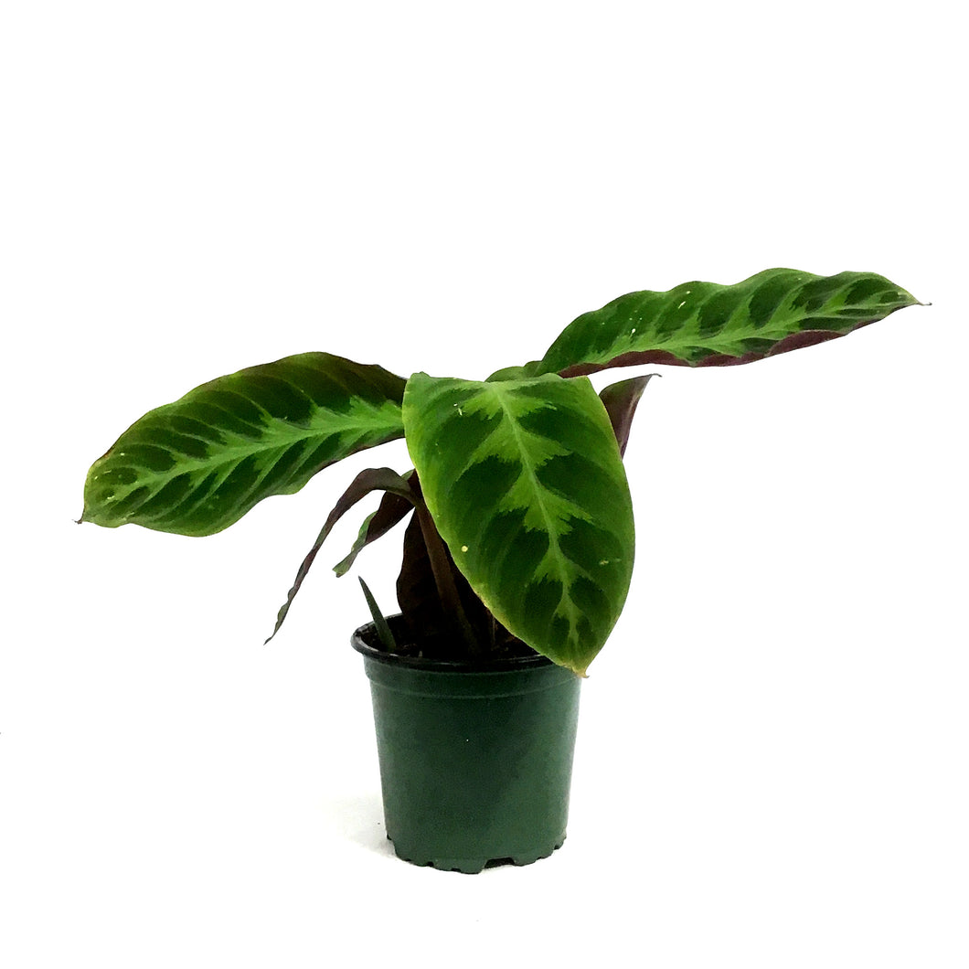 Calathea, 4in, Warscewiczii