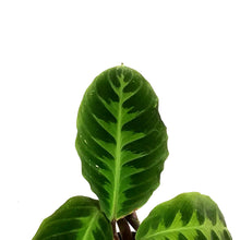 Load image into Gallery viewer, Calathea, 4in, Warscewiczii
