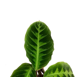 Calathea, 4in, Warscewiczii