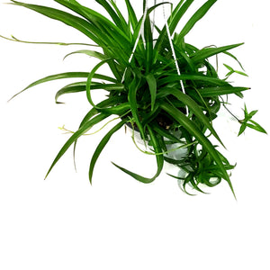 Spider Plant, 6in Hanging Basket, Curly Sue