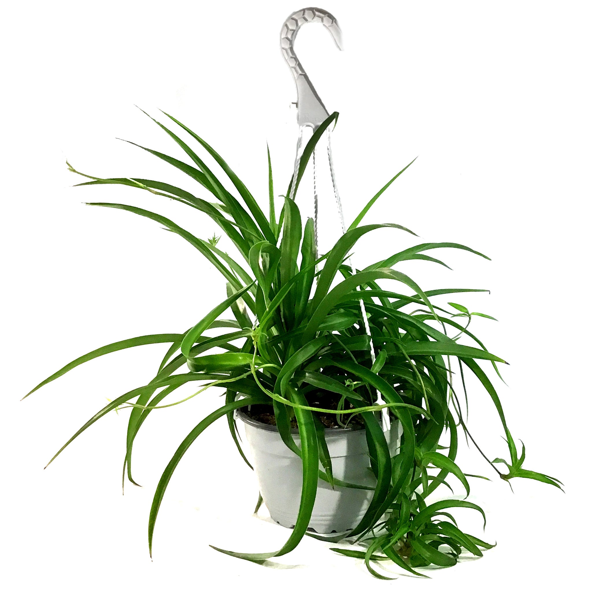 curly sue spider plant Spider Plant, 6in Hanging Basket, Curly Sue – Floral Acres Greenhouse & Garden Centre