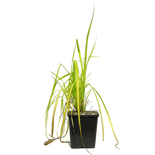 Sedge, 5in, Bowles' Golden