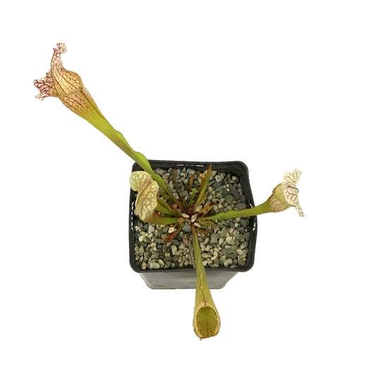 Sarracenia, 5in, Velvet