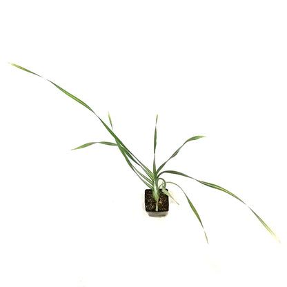 Cattail, 5in, Broadleaf