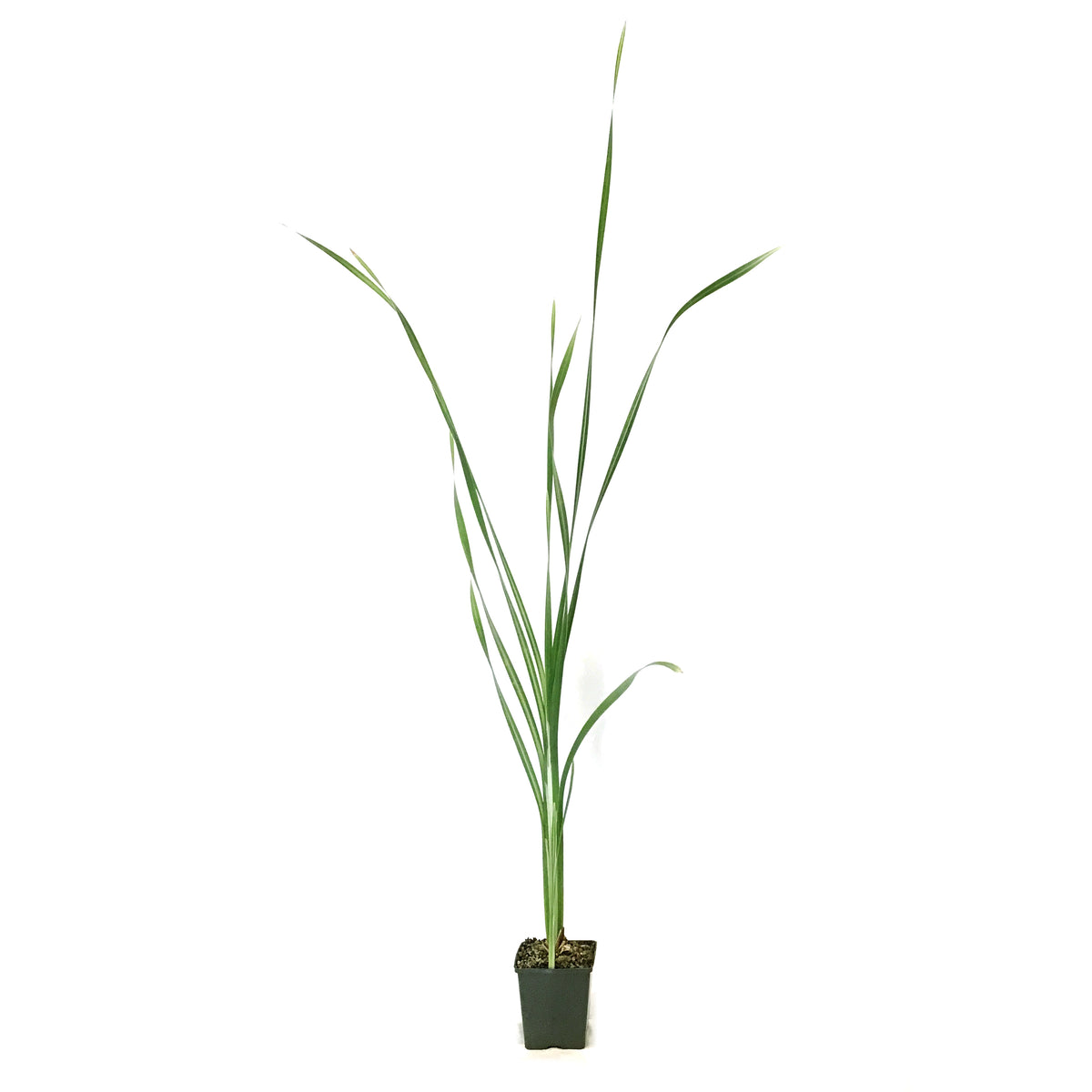 Cattail, 5in, Broadleaf