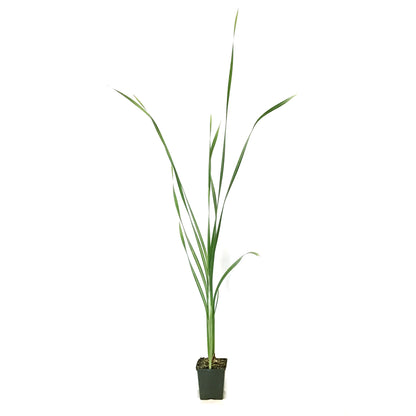 Cattail, 5in, Broadleaf