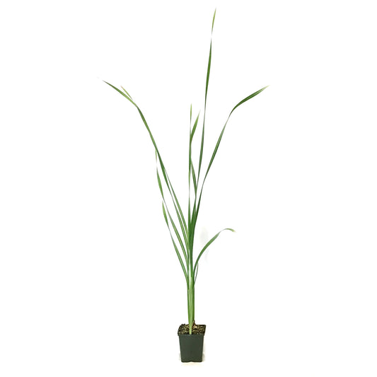 Cattail, 5in, Broadleaf