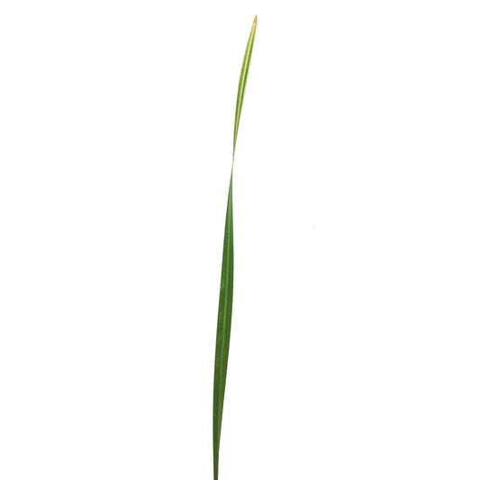 Cattail, 5in, Broadleaf