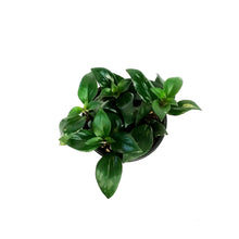 Load image into Gallery viewer, Lipstick Plant, 4in, Red Leaf
