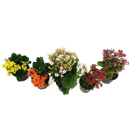 Kalanchoe, 4in, Assorted