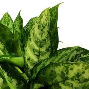 Aglaonema, 10in, Indo Princess