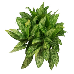 Aglaonema, 10in, Indo Princess