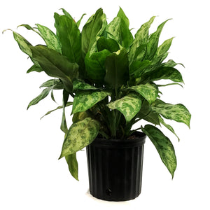 Aglaonema, 10in, Indo Princess