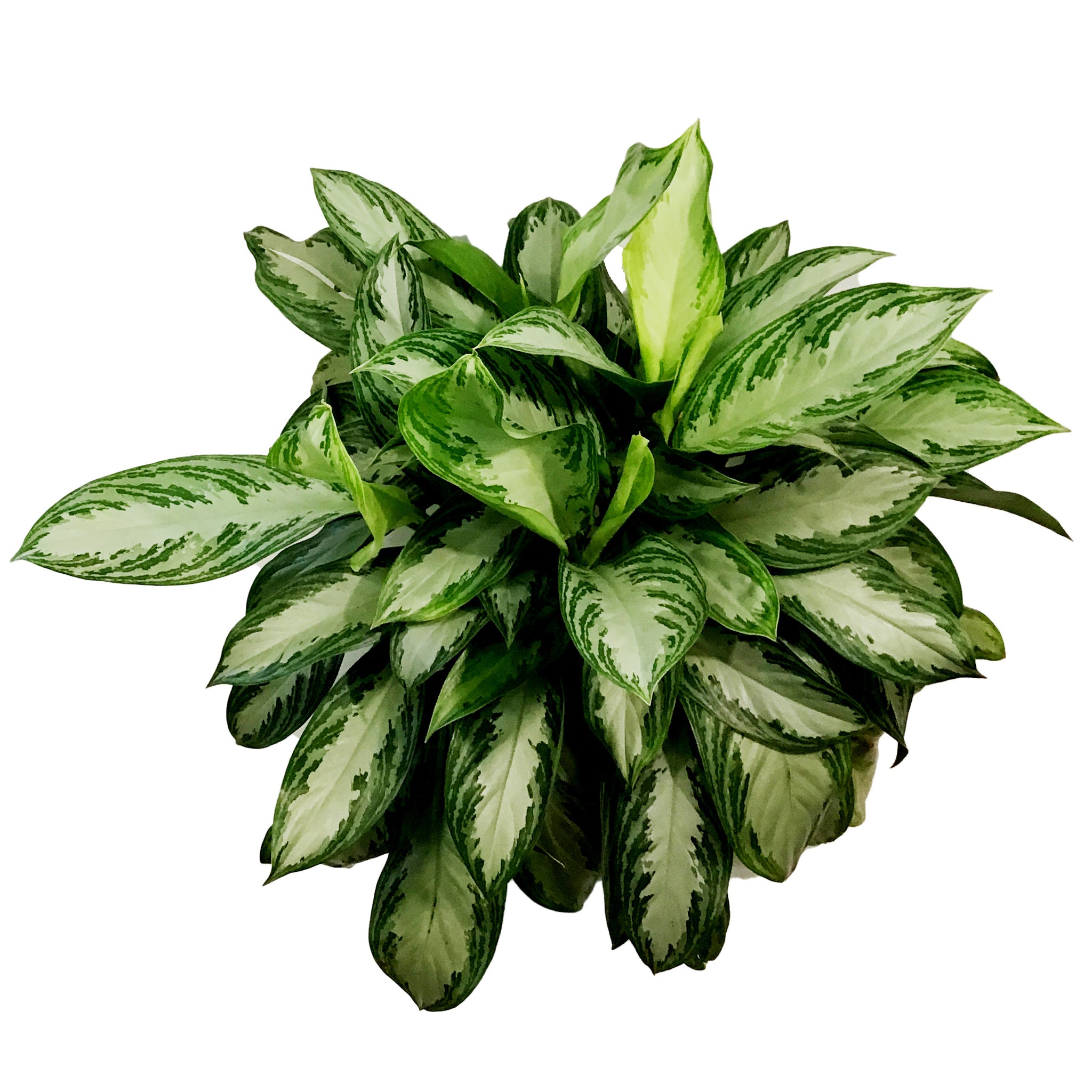 silverado aglaonema Aglaonema, 10in, Silverado – Floral Acres Greenhouse & Garden Centre