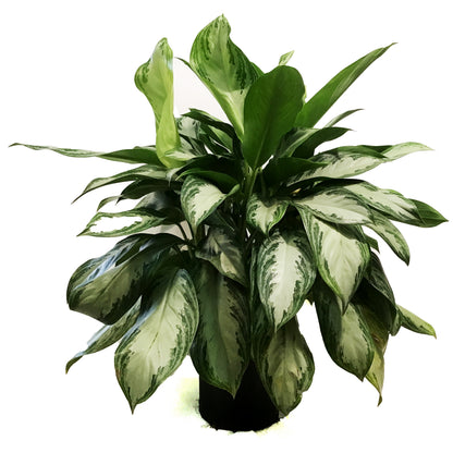 Aglaonema, 10in, Silverado