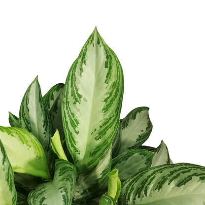 Aglaonema, 10in, Silverado