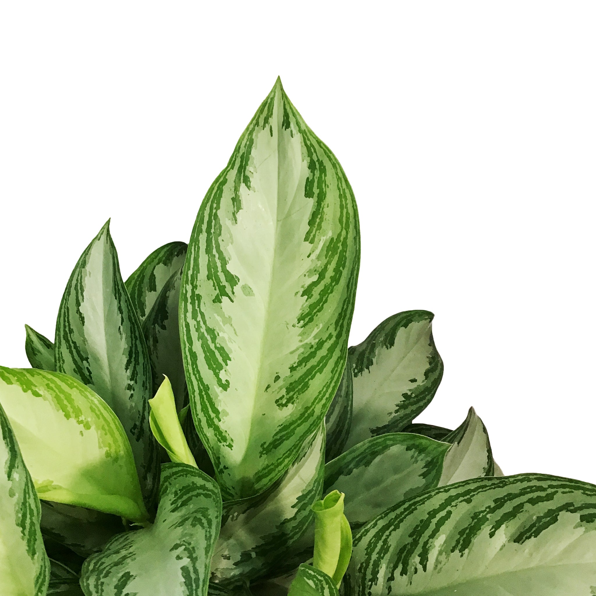 aglaonema silverado Aglaonema, 10in, Silverado – Floral Acres Greenhouse & Garden Centre