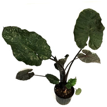 Load image into Gallery viewer, Alocasia, 10in, Yucatan Princess
