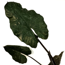 Load image into Gallery viewer, Alocasia, 10in, Yucatan Princess
