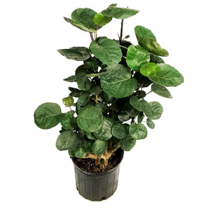 Aralia, 10in, Fabian Stump