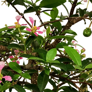 Bonsai, 10in, Barbados Cherry