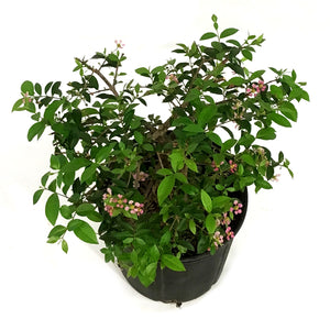 Bonsai, 10in, Barbados Cherry