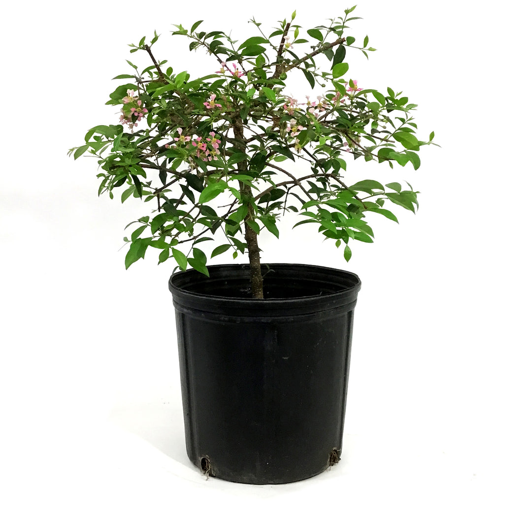 Bonsai, 10in, Barbados Cherry