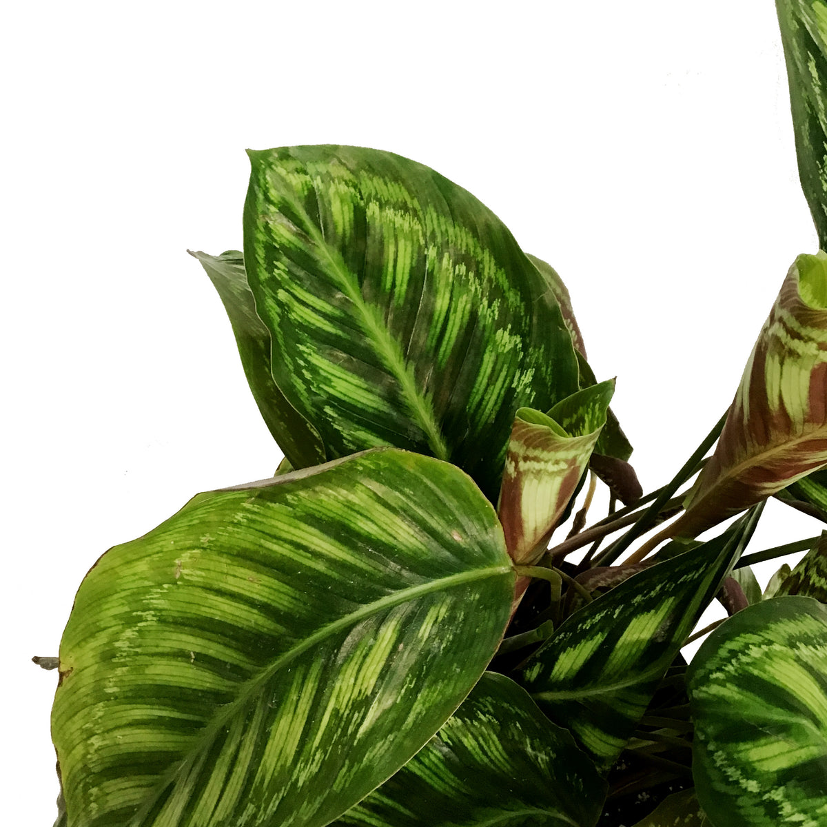 Calathea, 10in, Flamestar