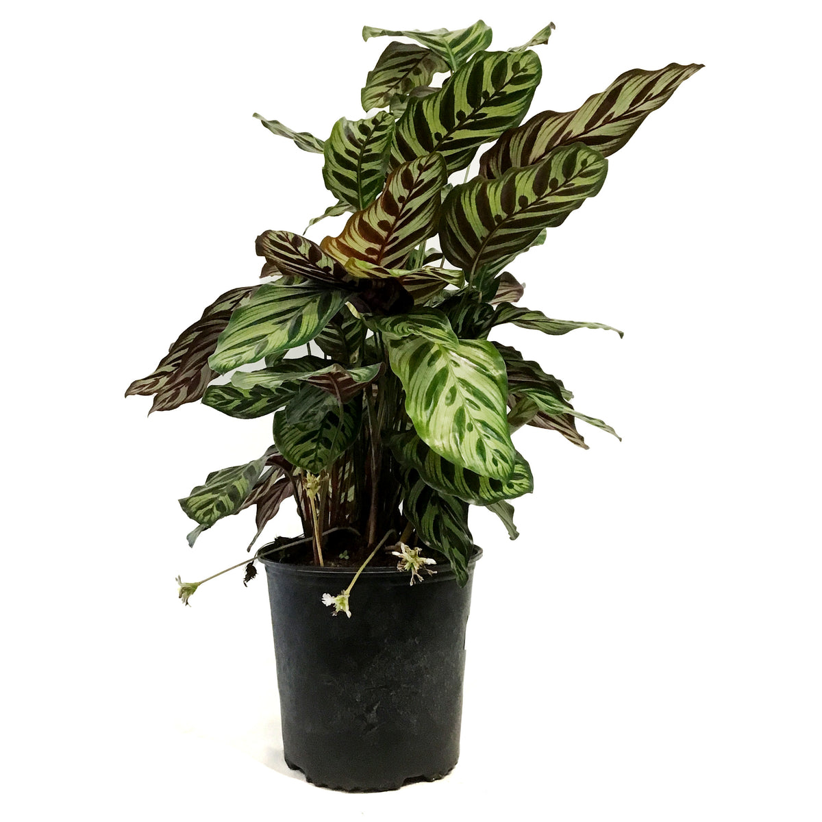 Calathea, 10in, Makoyana