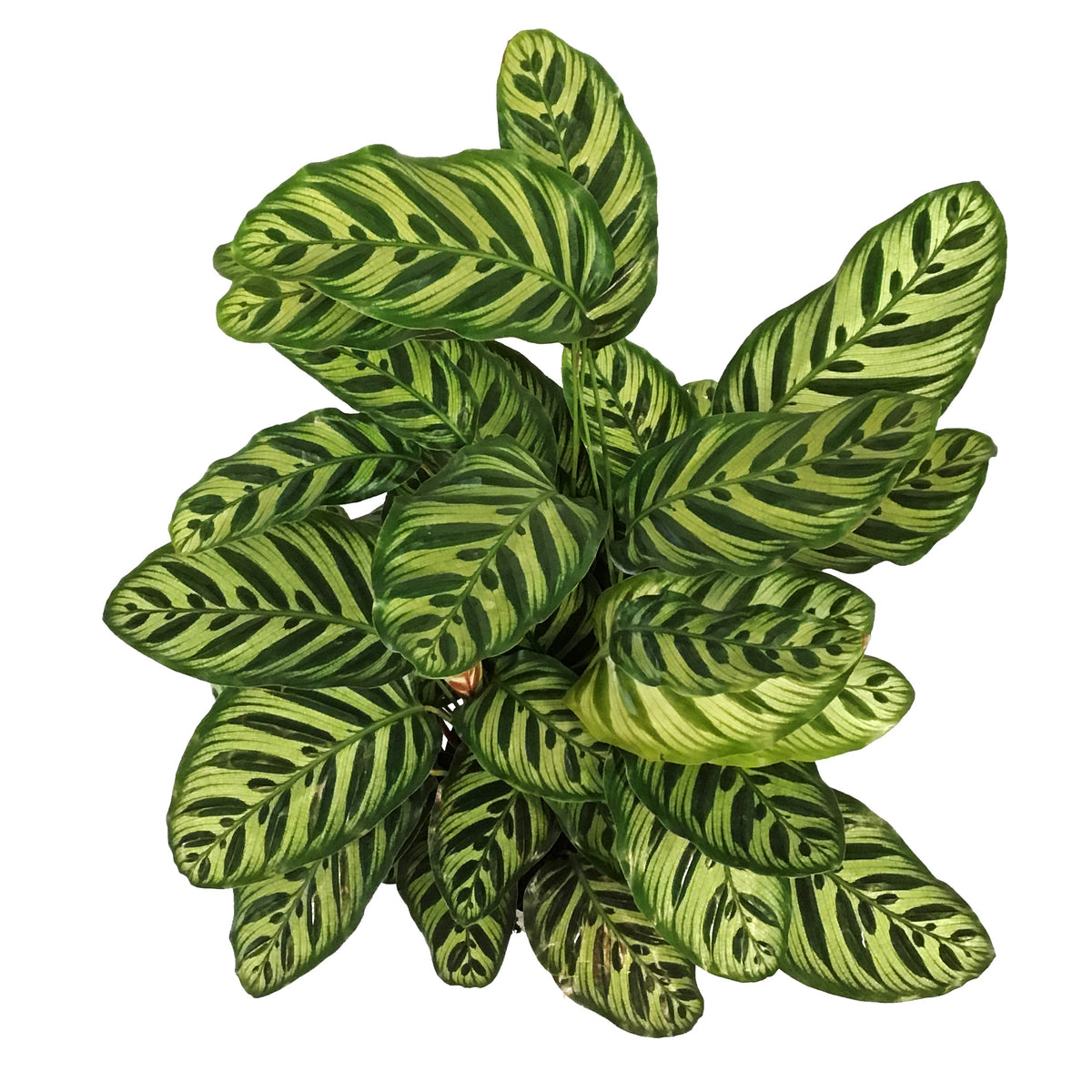 Calathea, 10in, Makoyana