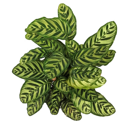 Calathea, 10in, Makoyana