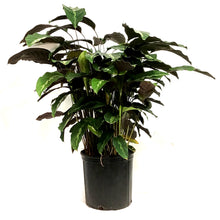 Load image into Gallery viewer, Calathea, 10in, Maui Queen
