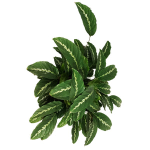 Calathea, 10in, Maui Queen