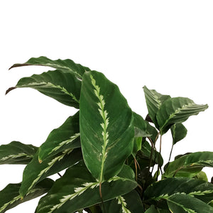 Calathea, 10in, Maui Queen