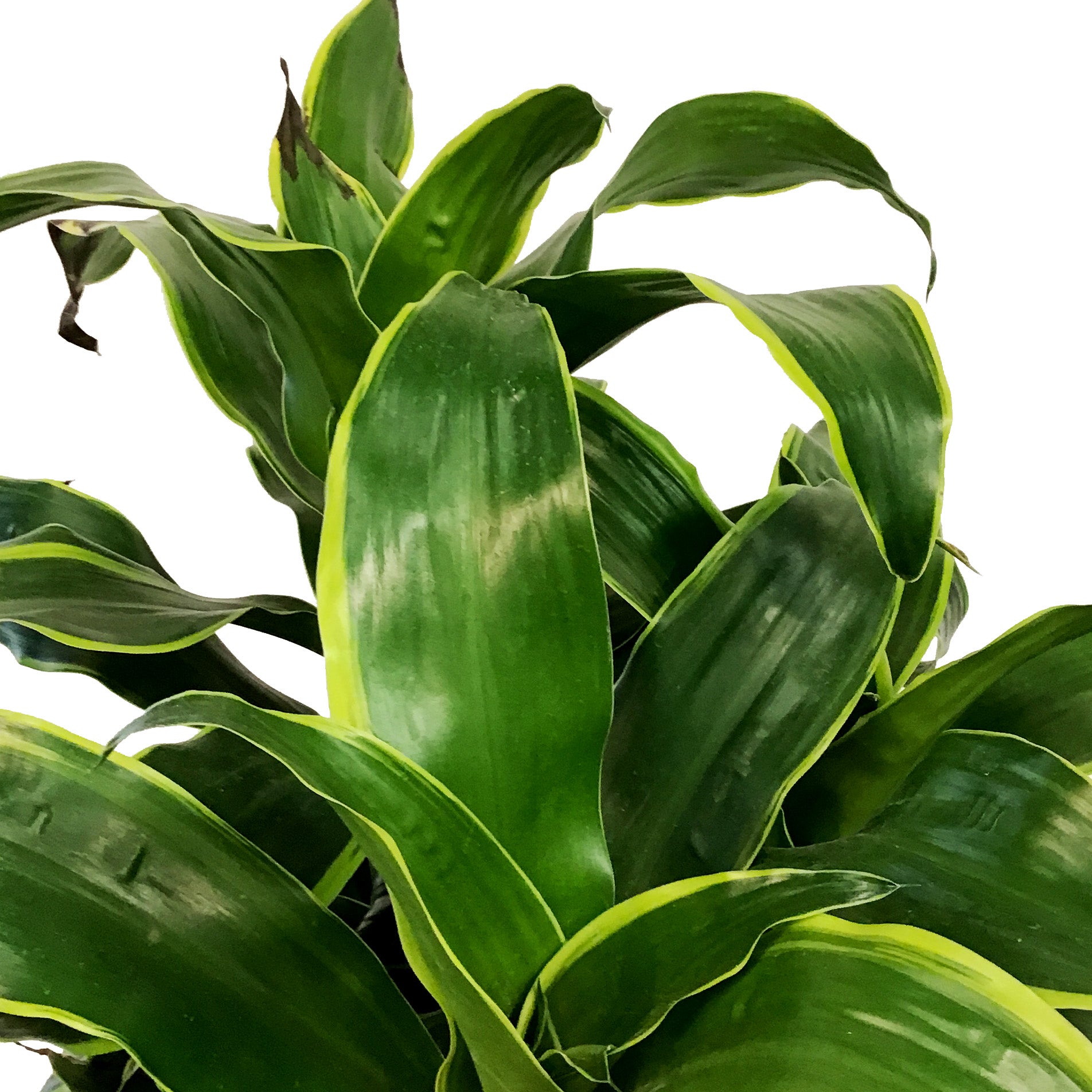 Dracaena, 10in, Dorado – Floral Acres Greenhouse & Garden Centre