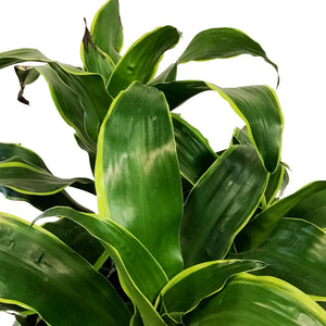 Dracaena, 10in, Dorado