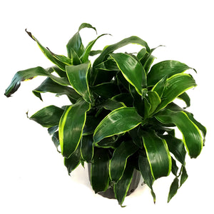 Dracaena, 10in, Dorado