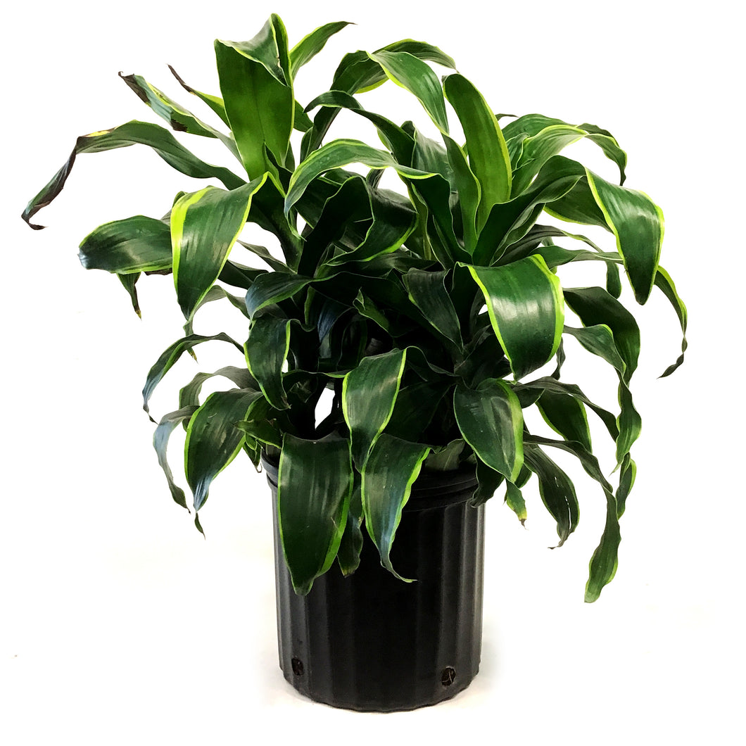 Dracaena, 10in, Dorado