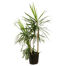 Load image into Gallery viewer, Dracaena, 10in, Marginata Staggered
