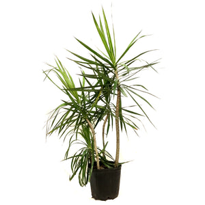 Dracaena, 10in, Marginata Staggered