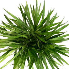 Load image into Gallery viewer, Dracaena, 10in, Tarzan Bush
