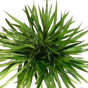 Dracaena, 10in, Tarzan Bush